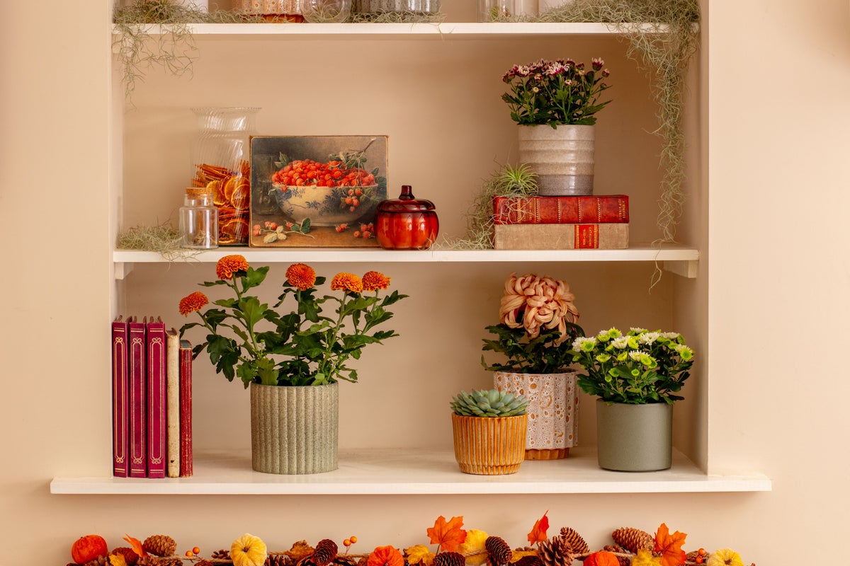 Colourful houseplants to give your home a sense of autumn Colourful houseplants to give your home a sense of autumn