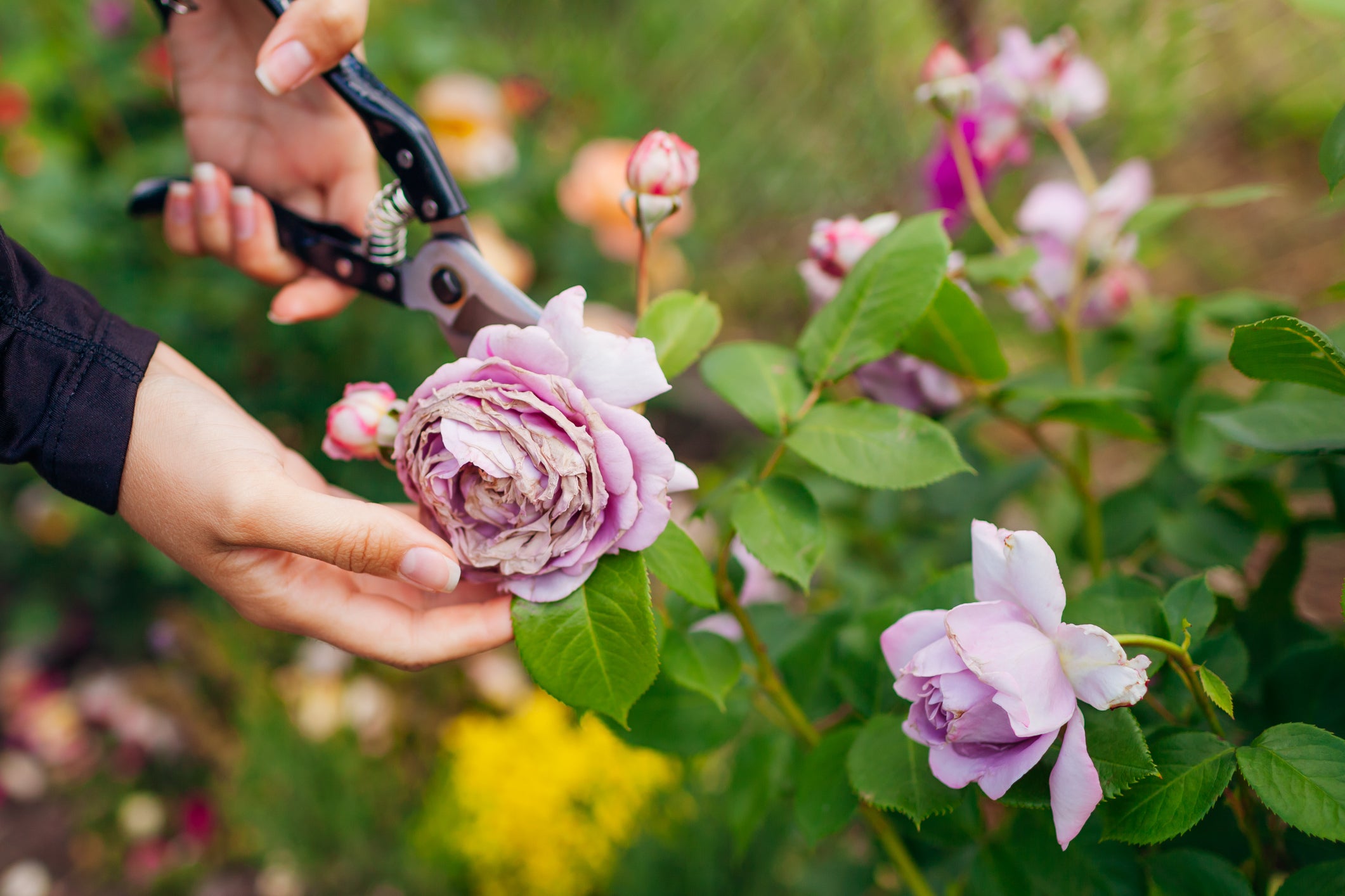 Experts reveal eight plants you should prune this September – and those you can leave
