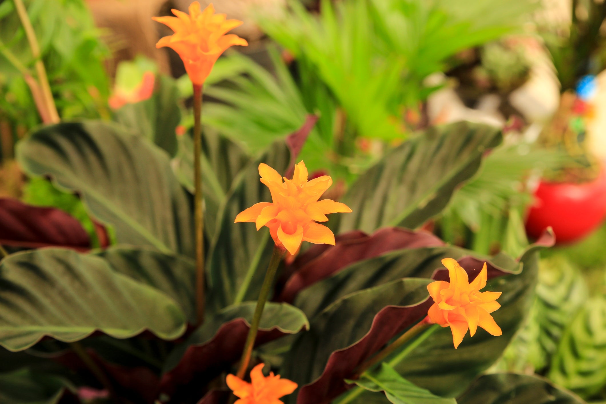 Six colourful houseplants to bring autumnal tones into your home