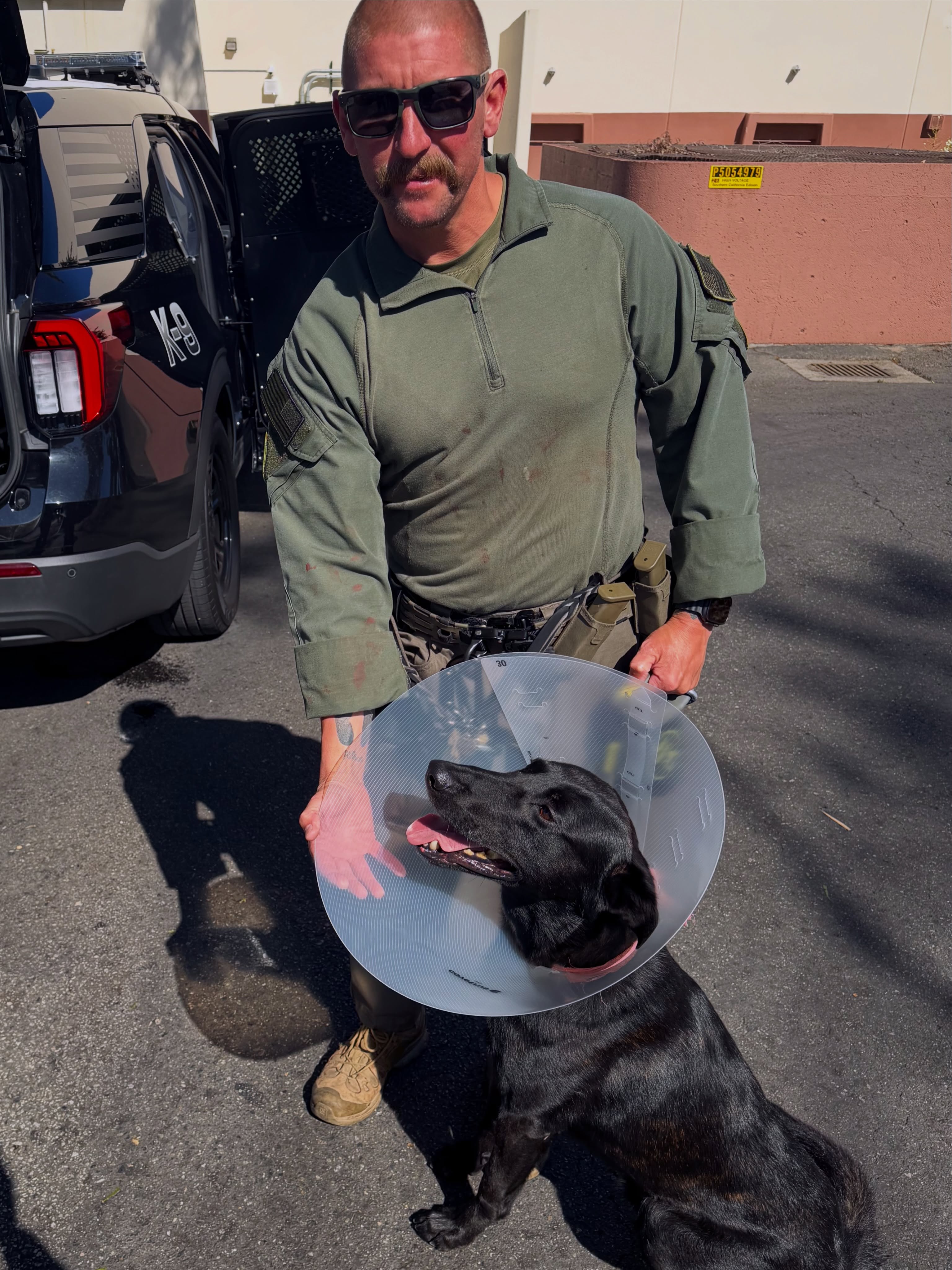 An armed suspect bit and 'tore off' a portion of a police dog's ear during an arrest in California, police said
