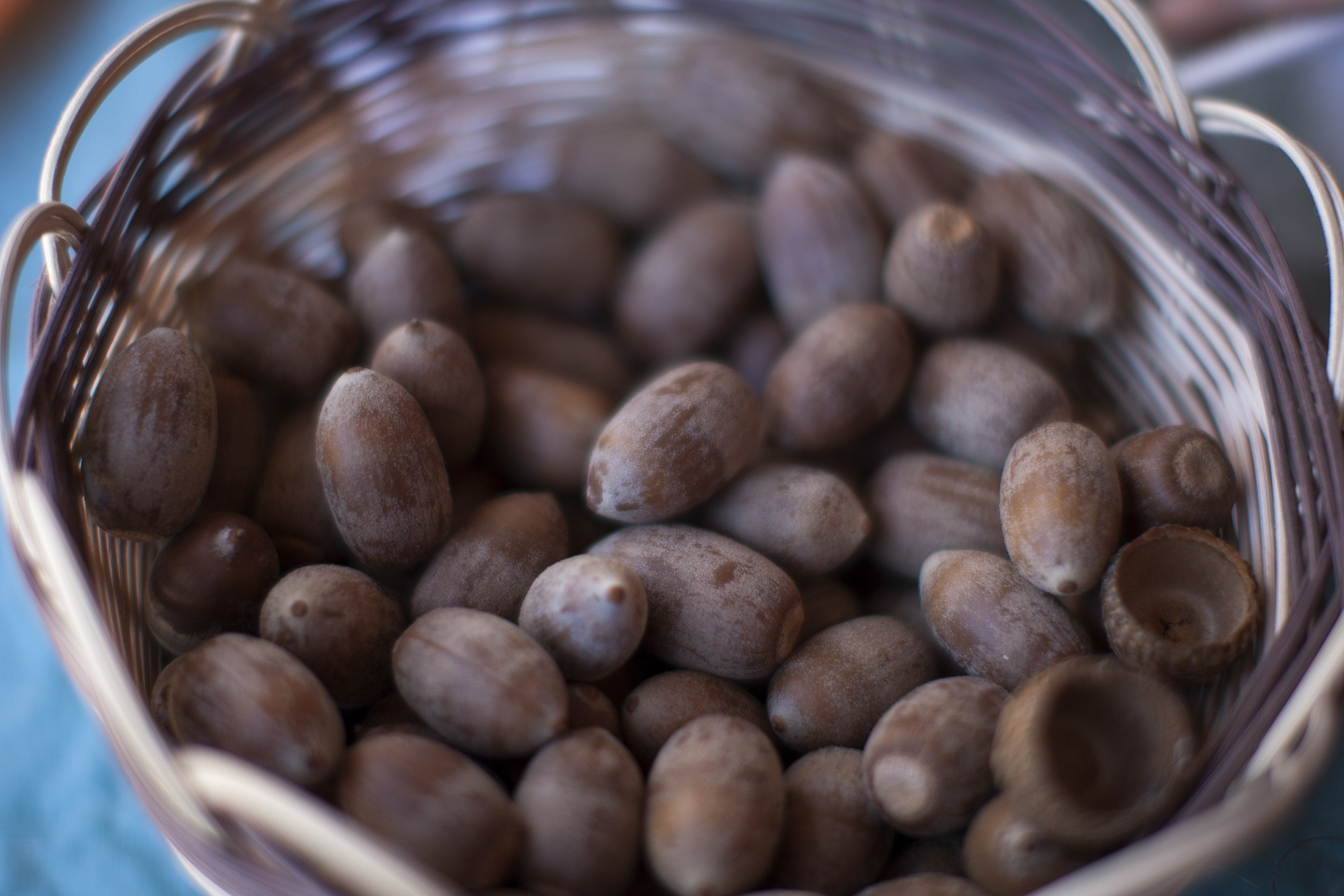 Acorns can be made into flour or served with desserts, adding a smokey and earthy flavor