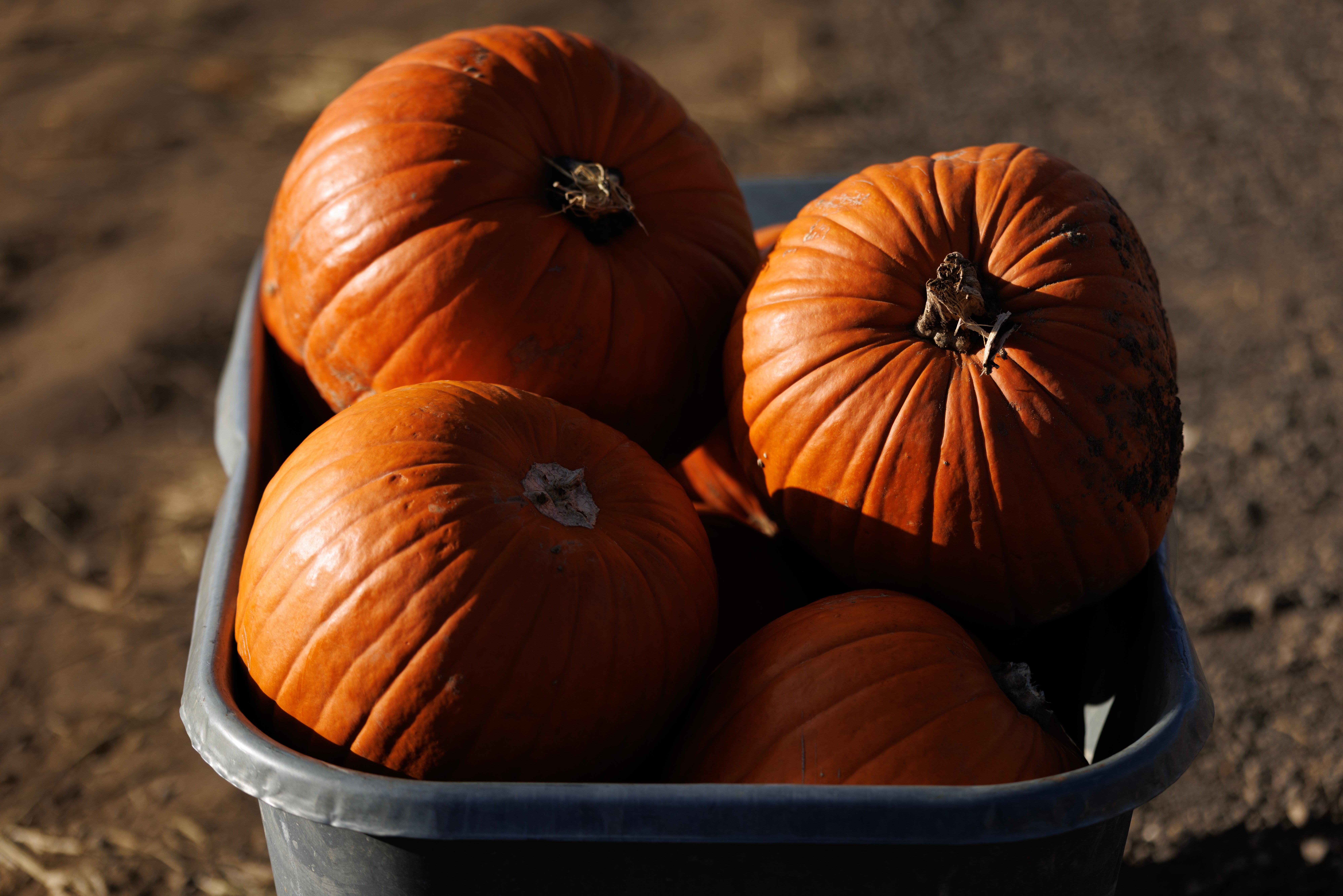 The Meyers Family Farm in Capron, Illinois, says thieves stole about 200 pumpkins after reports of crop thefts at nearby farms