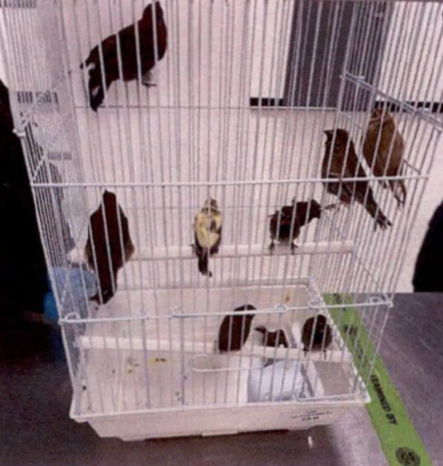 During a pat-down, authorities allegedly found six plastic tubes sewn into his underwear that contained eight yellow-faced grassquits and two blue grosbeaks
