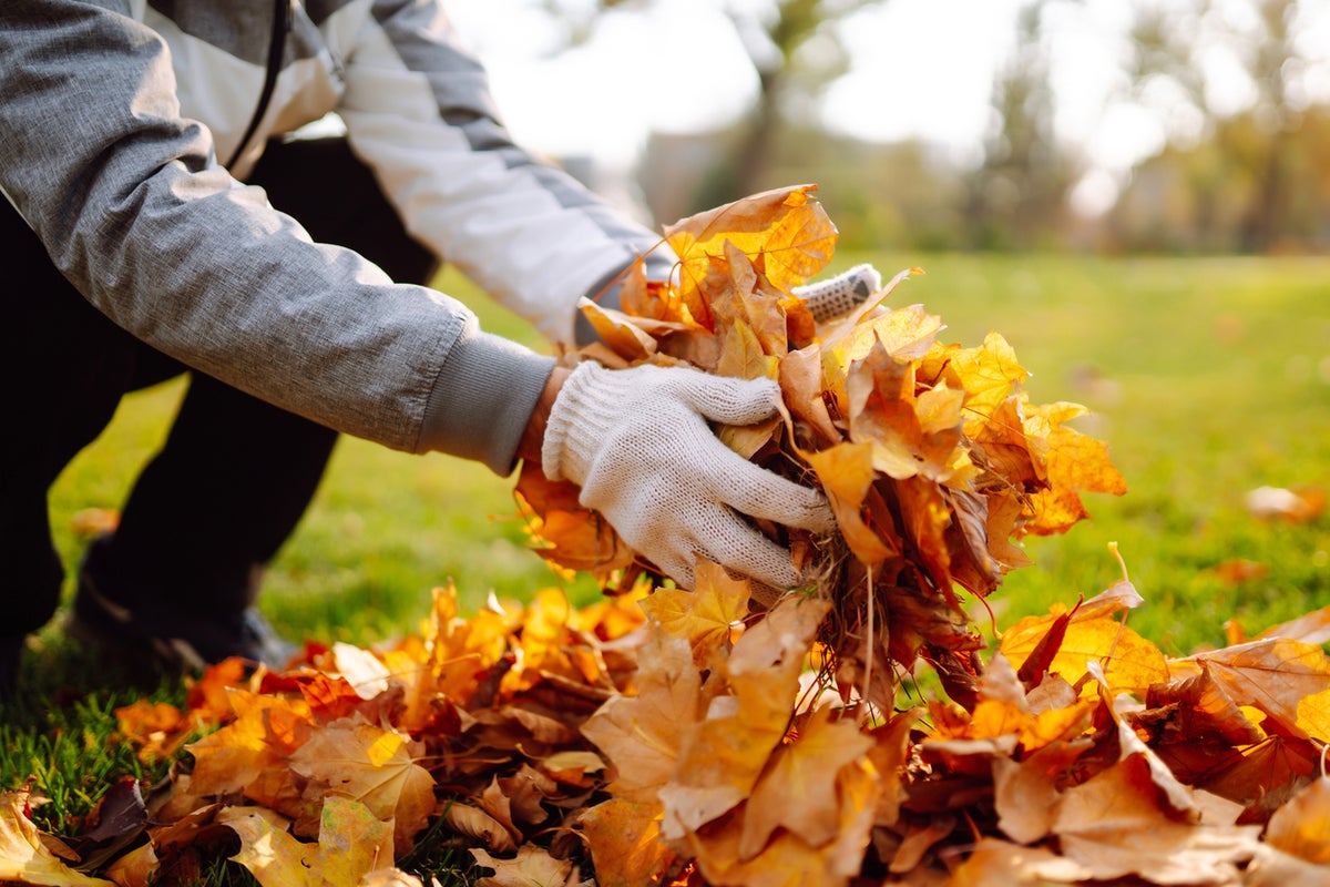 Garden expert explains why you should ‘leave the leaves’ this year Garden expert explains why you should ‘leave the leaves’ this year