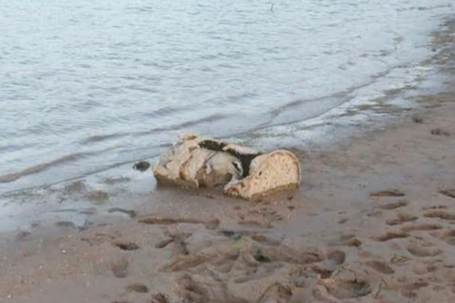 Police have identified the remains of a body found in a barrel (pictured) on Lake Mead in 2022