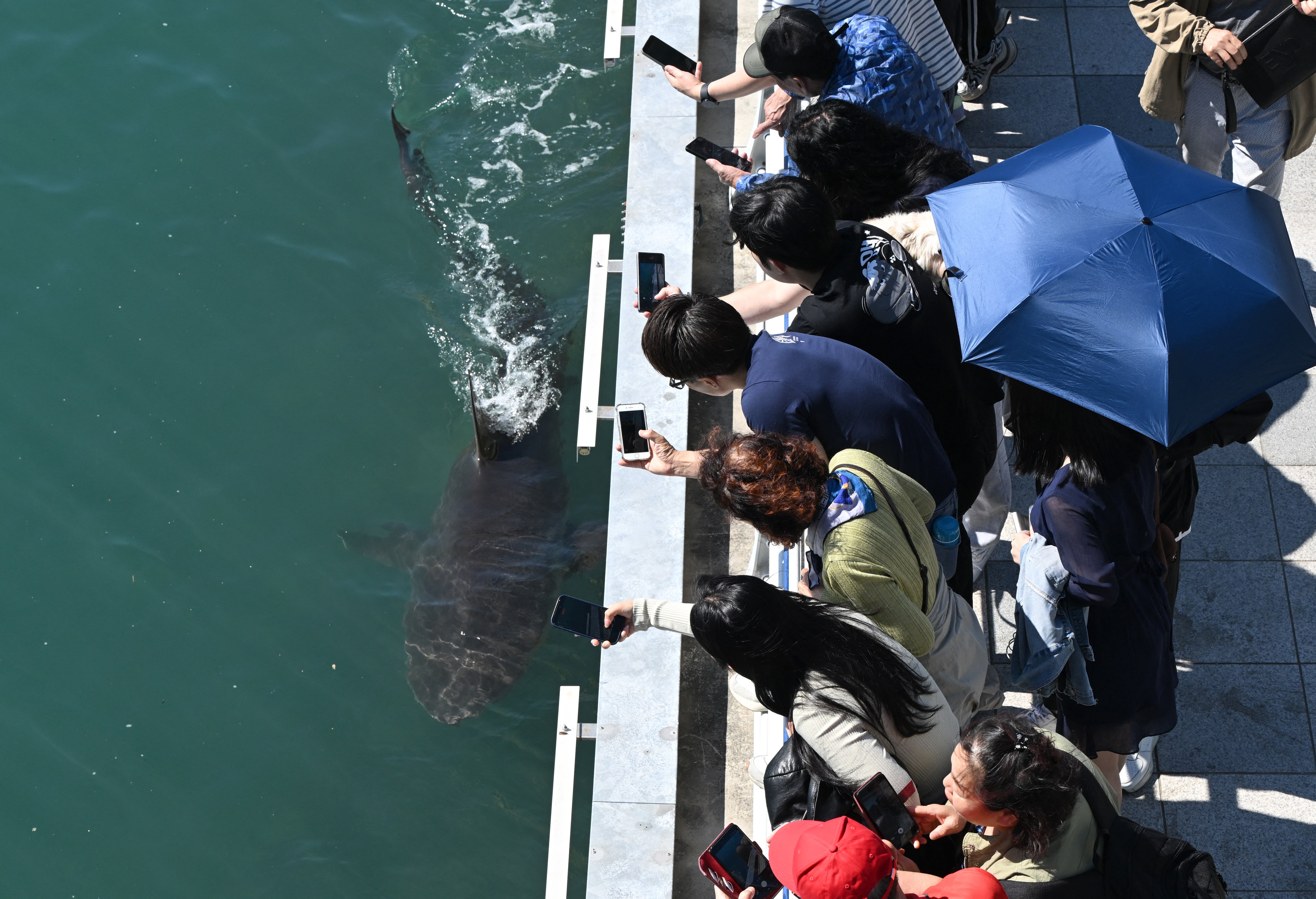 Trapped shark returns to South Korean canal hours after rescue attempt