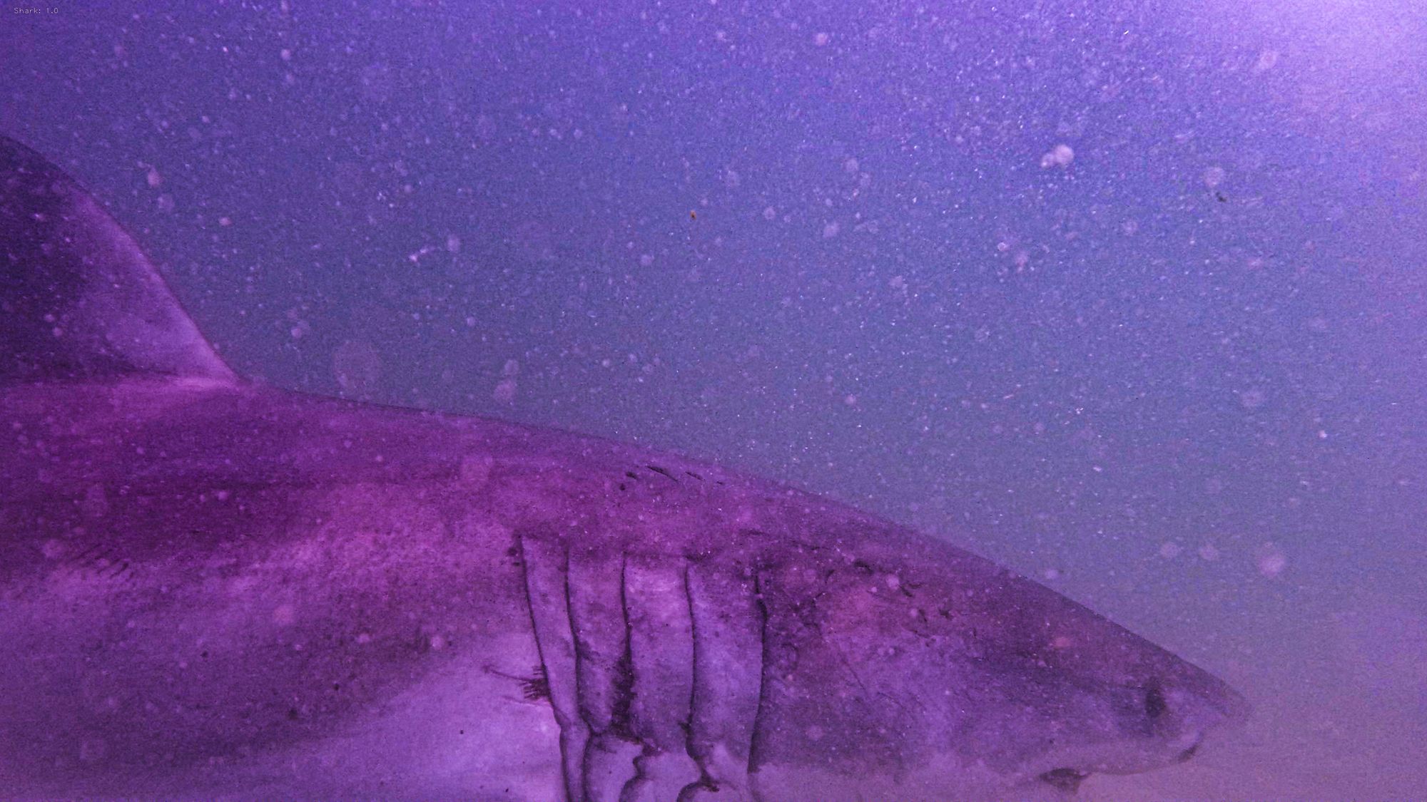 YouTuber charged after capturing great white shark on Cape Cod