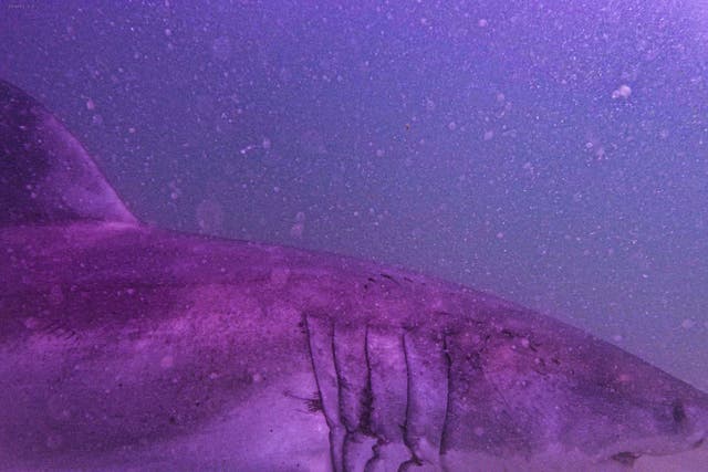 A New York man has been accused of dragging Aaron the Shark (pictured) onto the shore after capturing him in Cape Cod
