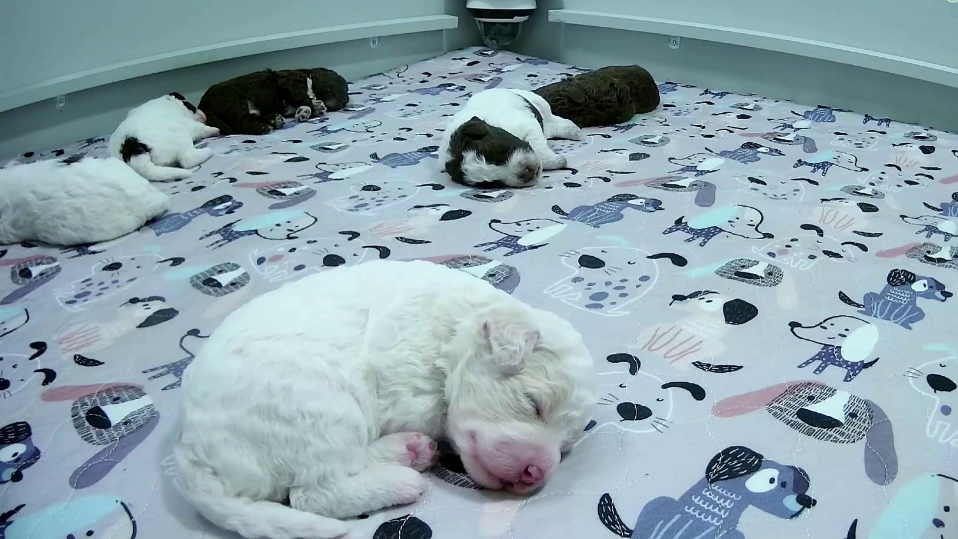 Finland Puppies Livestream