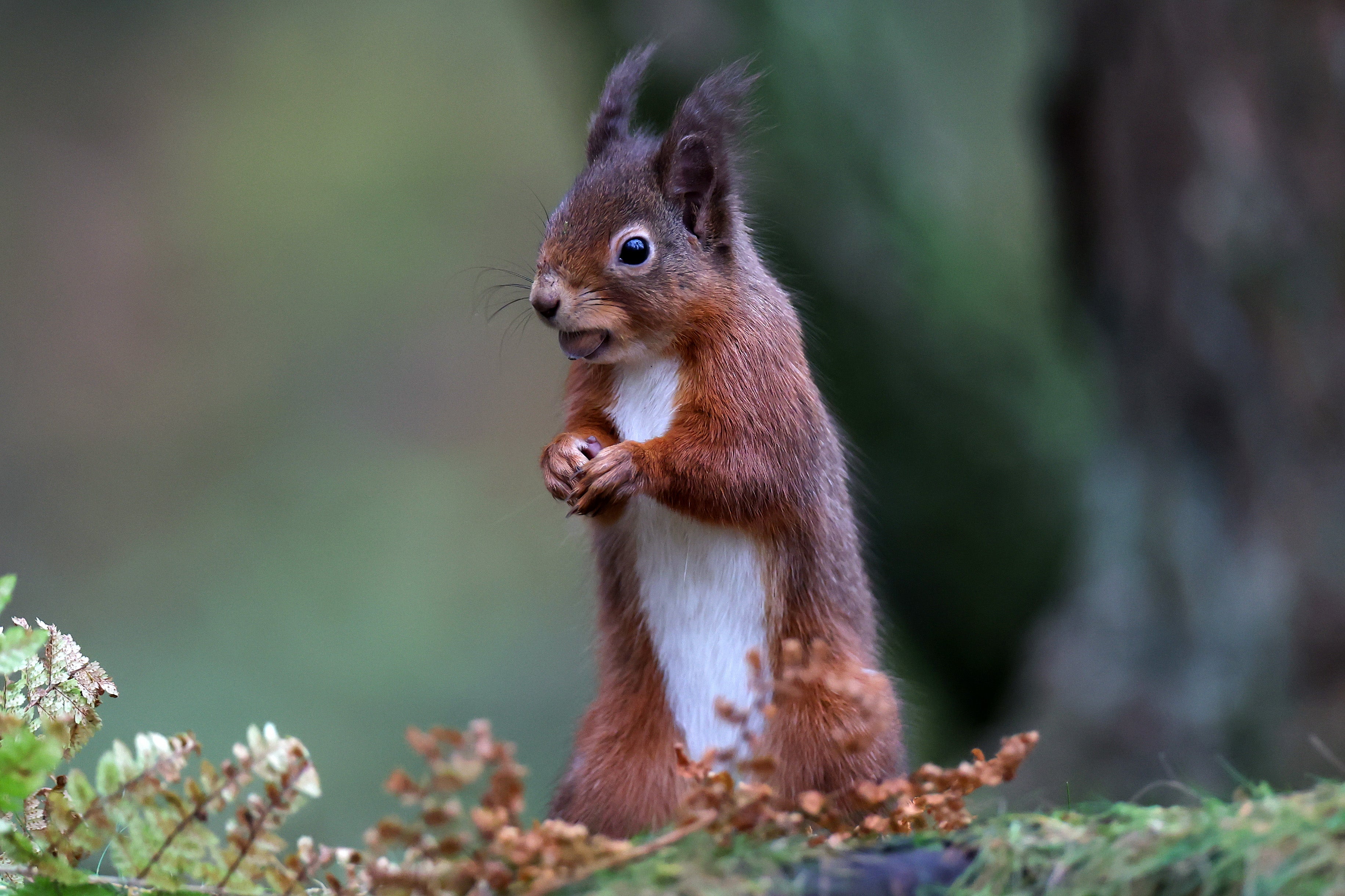 Red squirrels embrace homosexual behaviour come the autumn