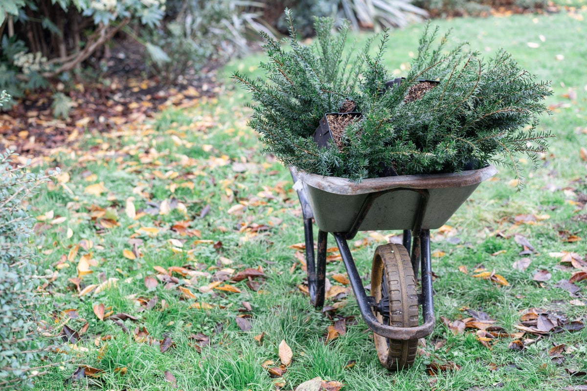 How to get your garden ready for Christmas How to get your garden ready for Christmas