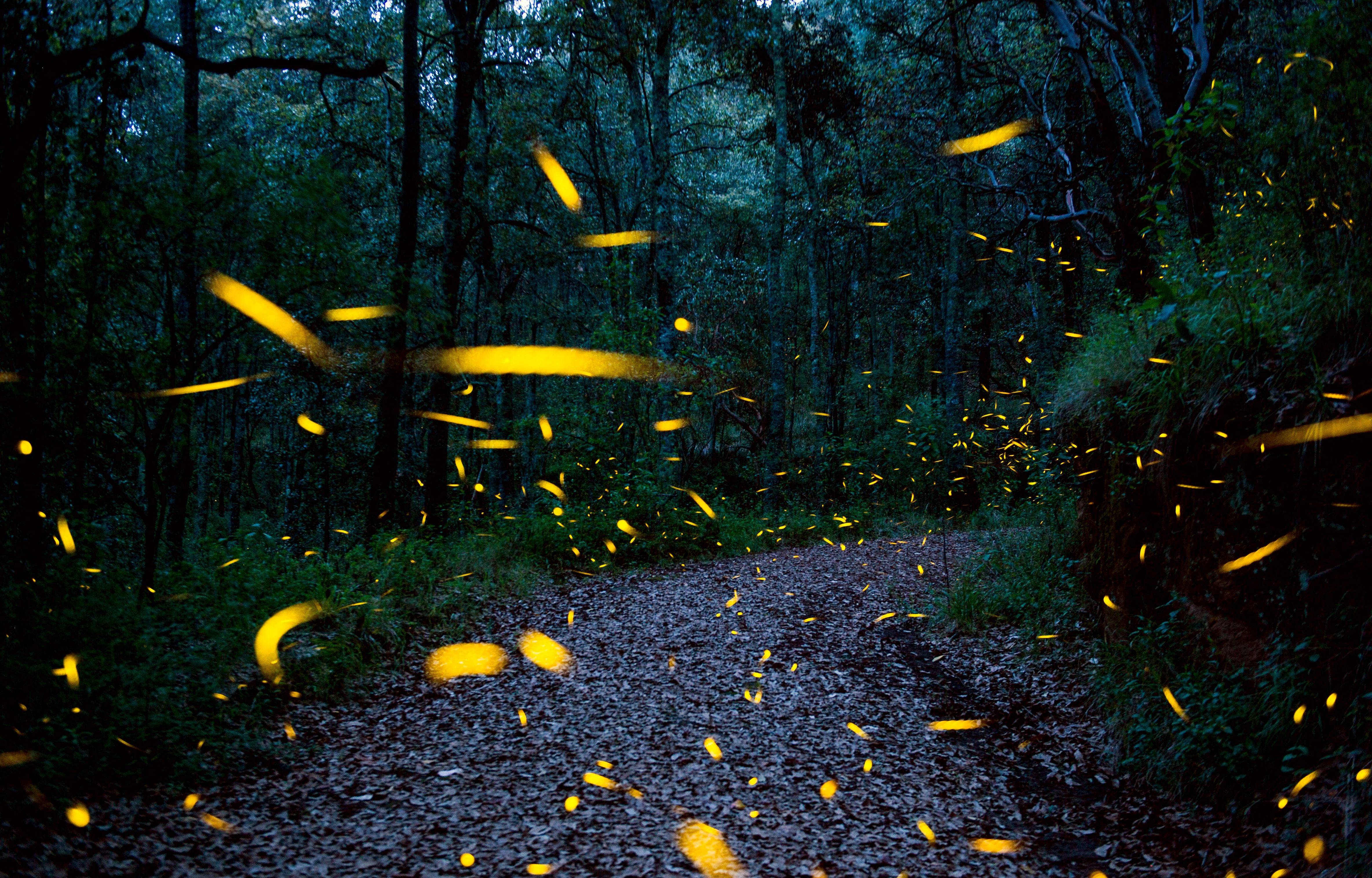 The fireflies of the family Lampyridae are actually beetles, whose males flash these colours enthusiastically to attract a waiting female from the undergrowth