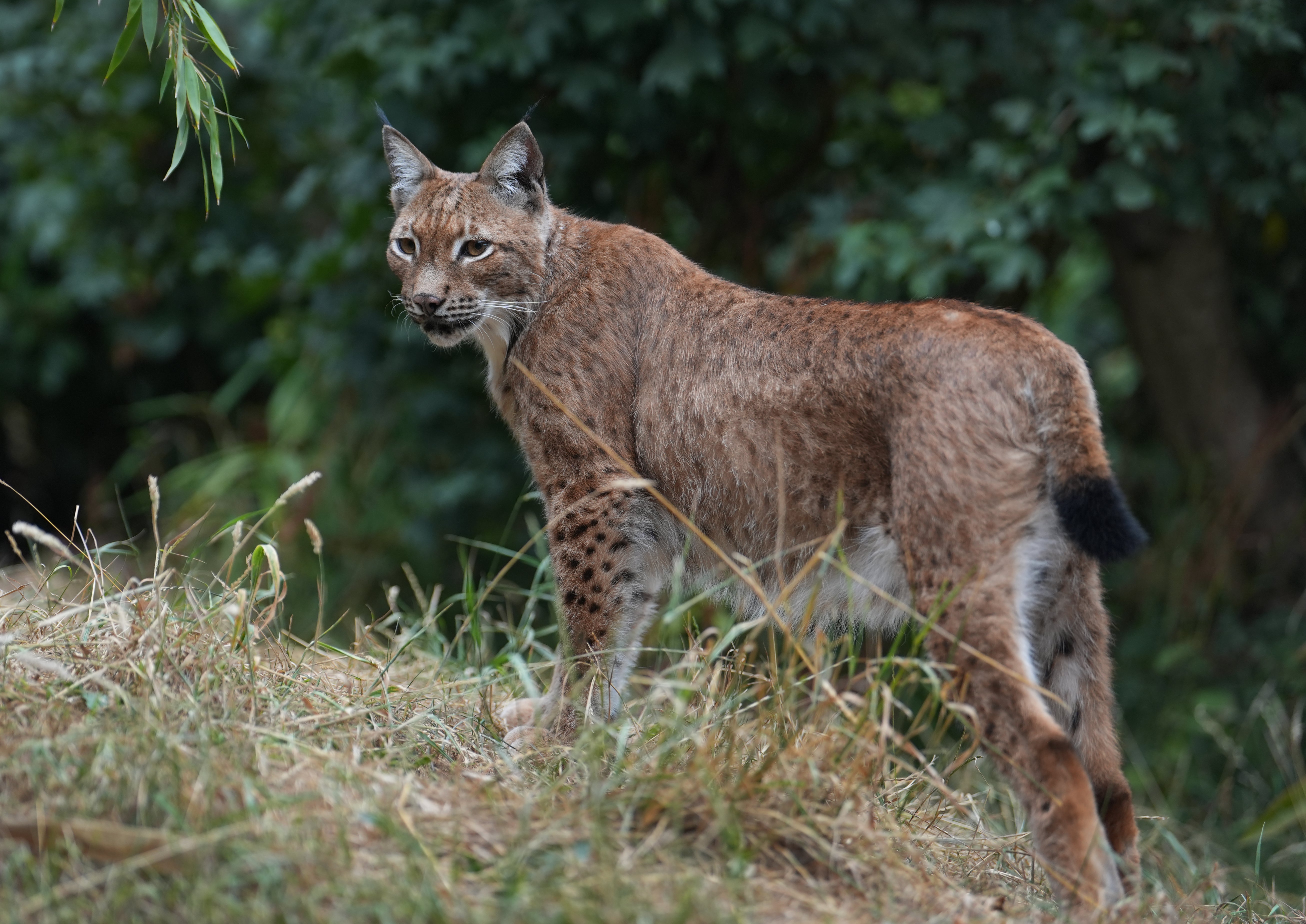 1 High Court Ruling Denies Wildlife Body's Lynx Challenge