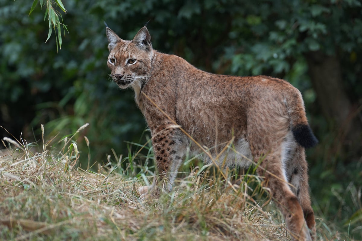 Photo: The Independent 1 High Court Ruling Denies Wildlife Body's Lynx Challenge