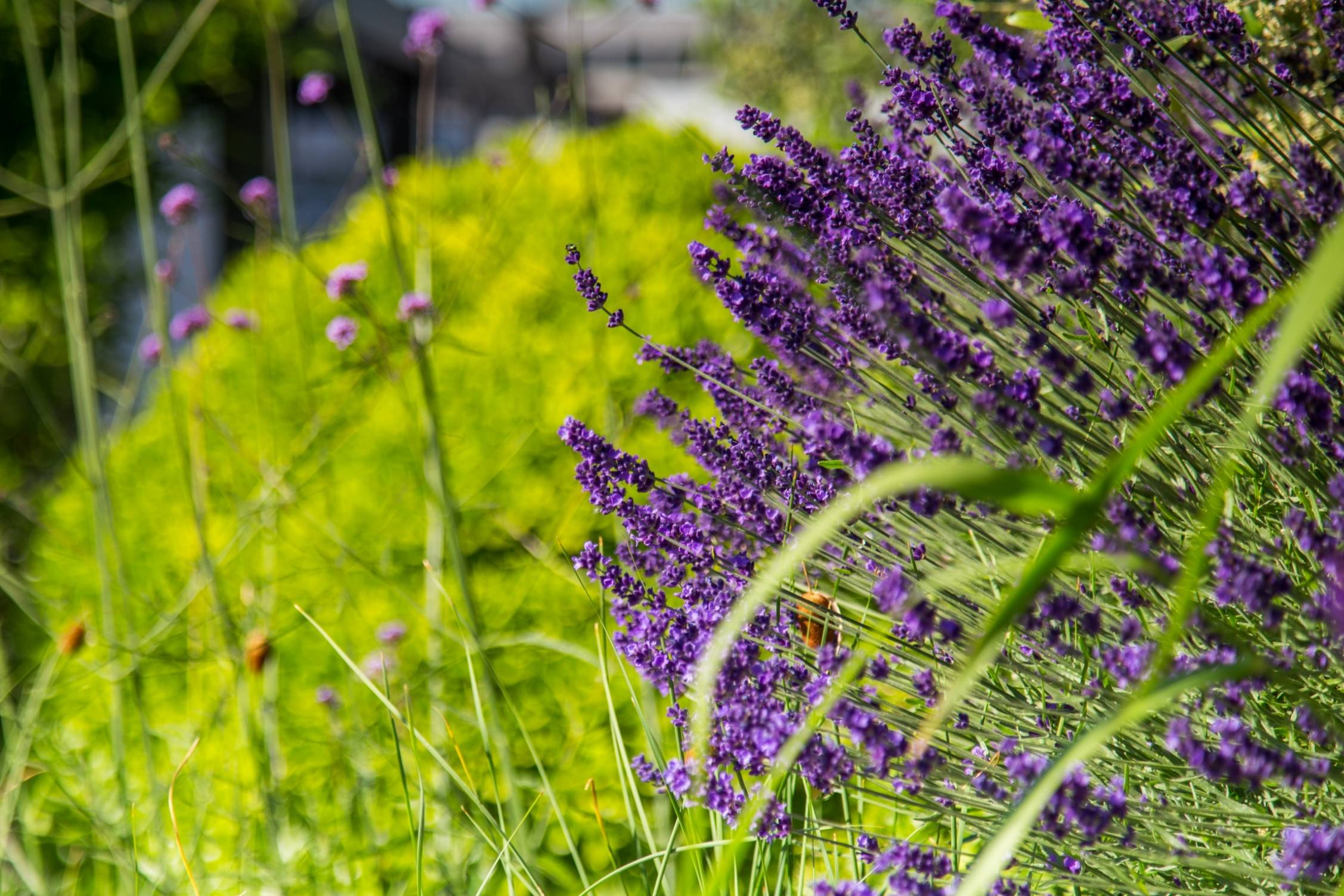 Lavender-growers can look forward to new growth in April