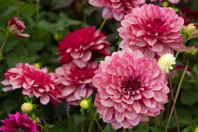 <p>Darling dahlia: Creme de Cassis, sporting pale lilac petals with purple backs, blooms from summer through to autumn</p>