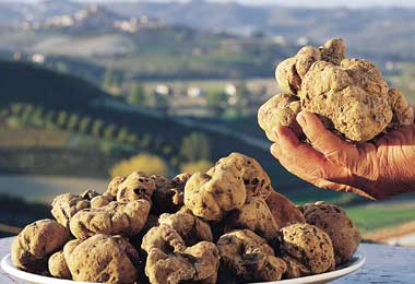 White gold: the region is famous for its tartufo bianco