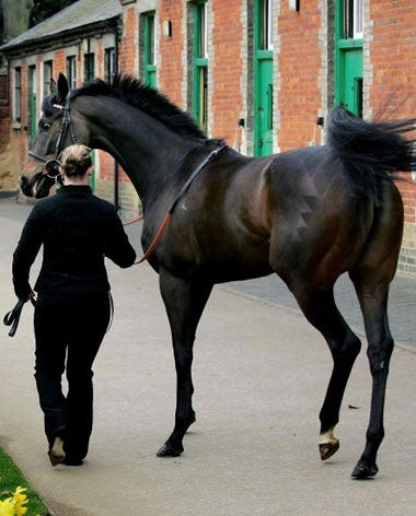 1,000 Guineas hope Confidential Lady heads back to the stables