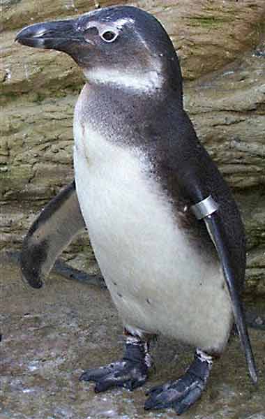 Toga, the three-month-old jackass penguin