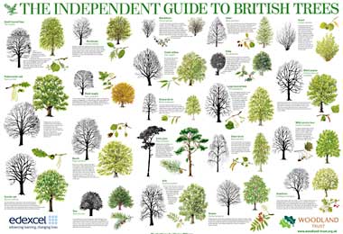 British Trees poster