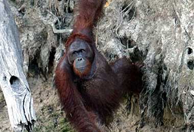 Orang-utans are a highly endangered species