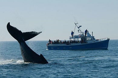 Whale watching off Digby Neck