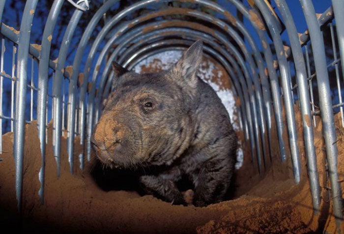Critically endangered: The Northern hairy-nosed Wombat © Alamy