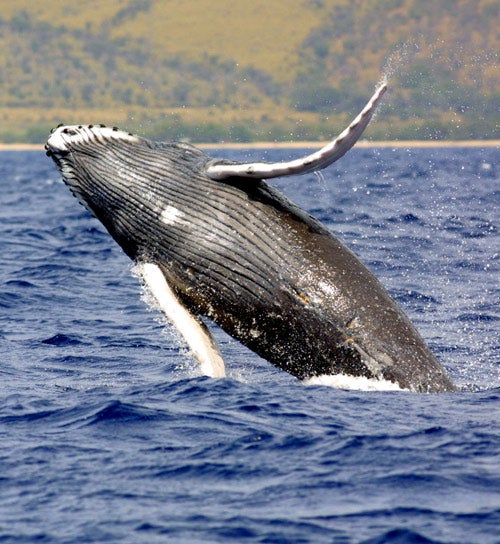 The meeting took place as confrontations with Japan's &quot;scientific&quot; whaling fleet in the Antarctic increased