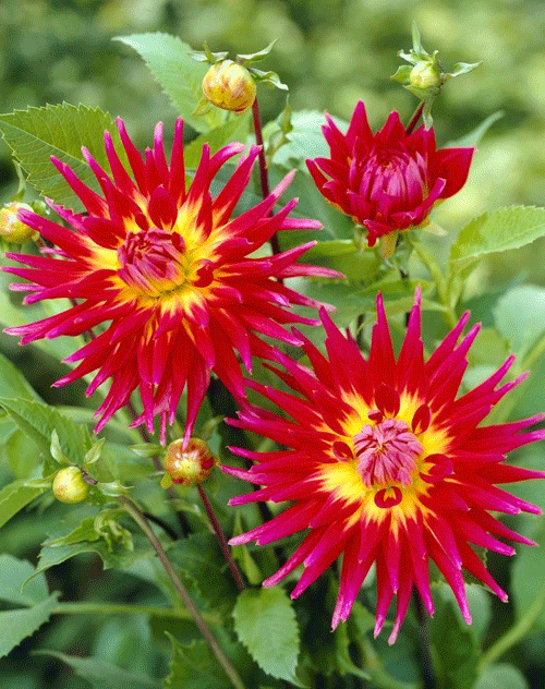 Think pink: Emma plans to light up her garden with Bora Bora dahlias