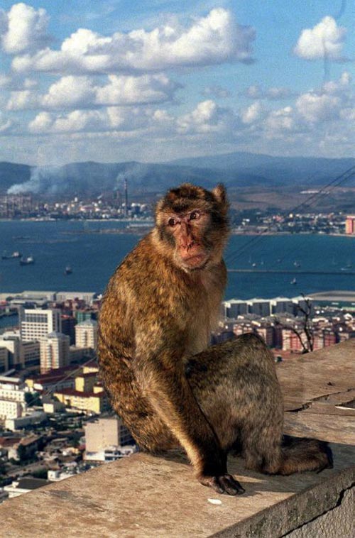 A Barbary ape sits on the rock of Gibraltar