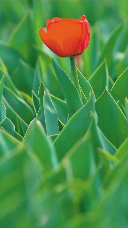 Researchers say that pollution is dramatically cutting the distance travelled by the scent of flowers