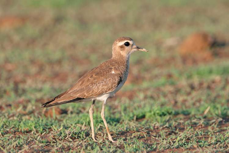 Plovers with lots of lovers had less genetic diversity than their monogamous cousins, researchers found