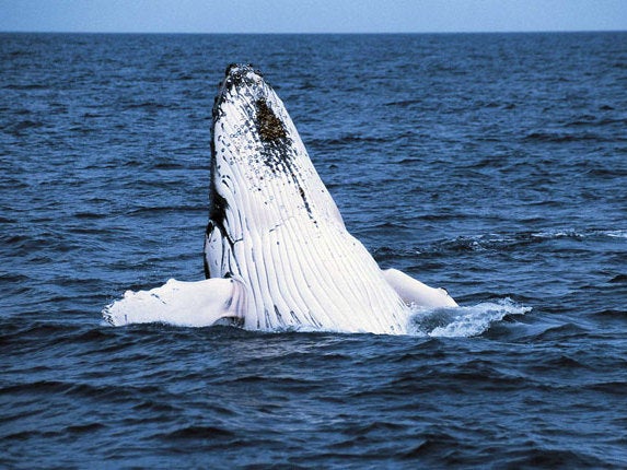 Humpback whales can live to be 80; the one killed off Seattle was a juvenile