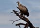 More than 100 vultures die after eating elephant poisoned by poachers