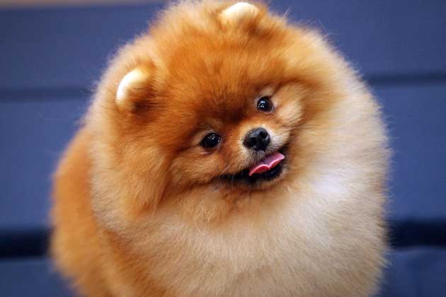 A Pomeranian (not the dog involved)