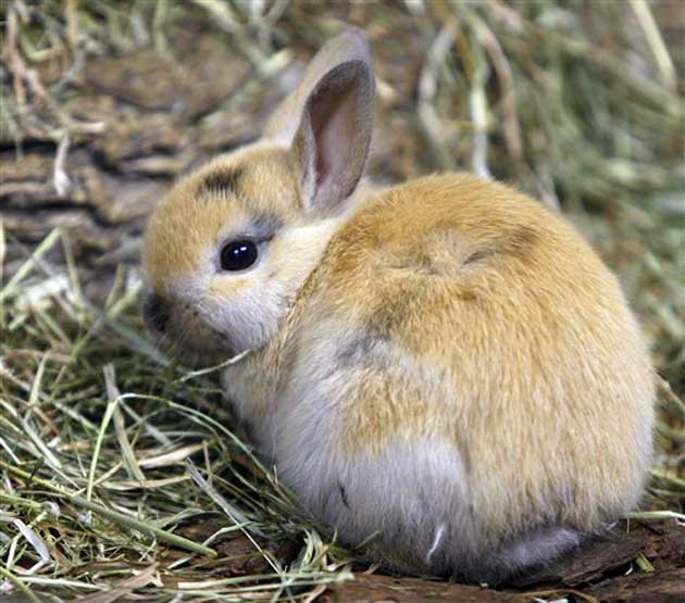 The rabbit had its neck broken in front of pupils