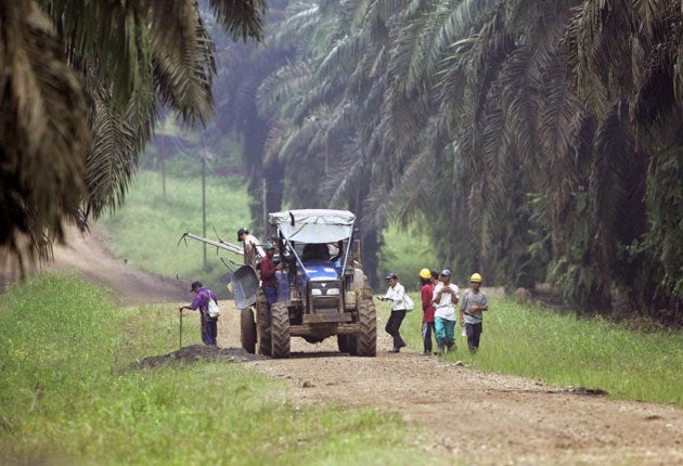 Oil palm workers in Borneo - Indonesia and Malaysia are the biggest producers in the world