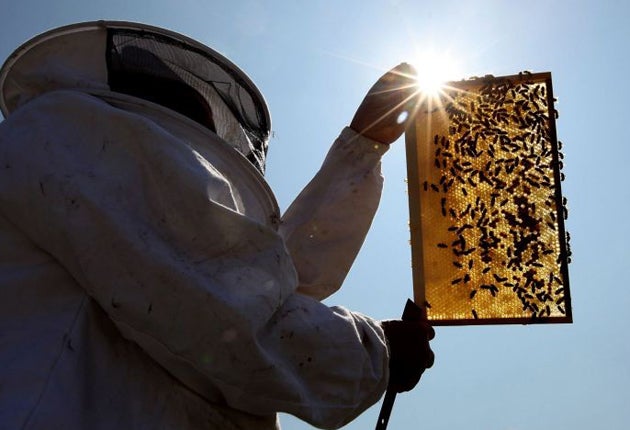 The Government is launching a review of why the bee population is declining