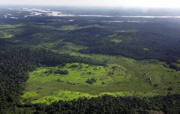 The Amazon Rainforest