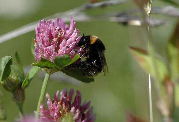 Neonicotinoids, the pesticides blamed for declines in bee numbers across the world, can continue to be used in Europe for the time being