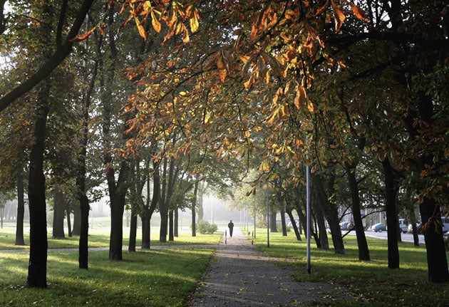 Trees near the lights lining this path could start producing leaves up to a week earlier than normal