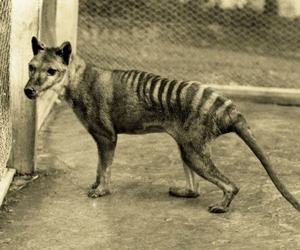 The last known thylacine died in captivity in 1936, but there have been thousands of unconfirmed sightings since then