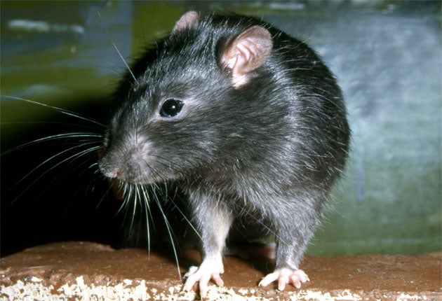 Rats have become ‘bigger and braver’ during lockdown, according to a pest control expert (Stock image)