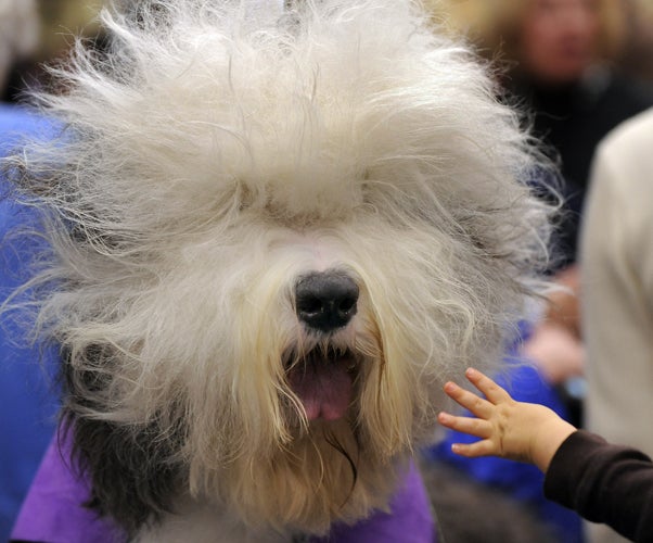 The Old English Sheepdog has seen a 7% increase in registrations, with 429 puppies registered with the Kennel Club in 2012