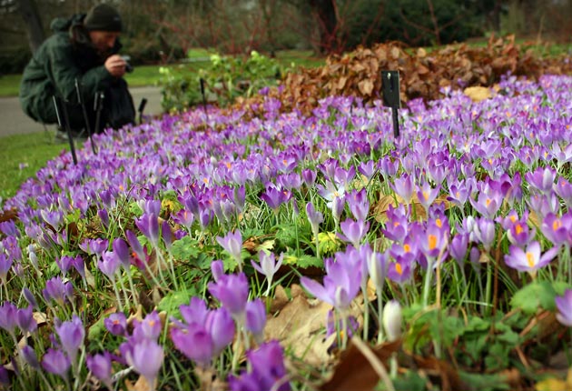 Crocuses in bloom at Kew Gardens