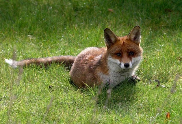 Other councils claim shooting foxes is inhumane, and could lead to prosecution