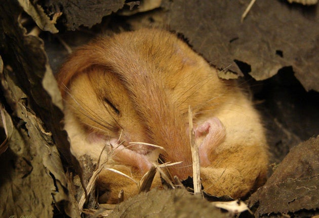 Older trees provide cavities where dormice can nest (Chris Hickman/The Woodland Trust )