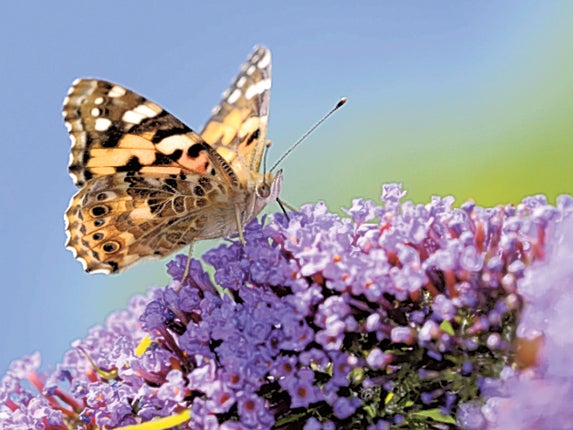 The butterfly (pictured) is a common immigrant from the Continent to the UK each summer.