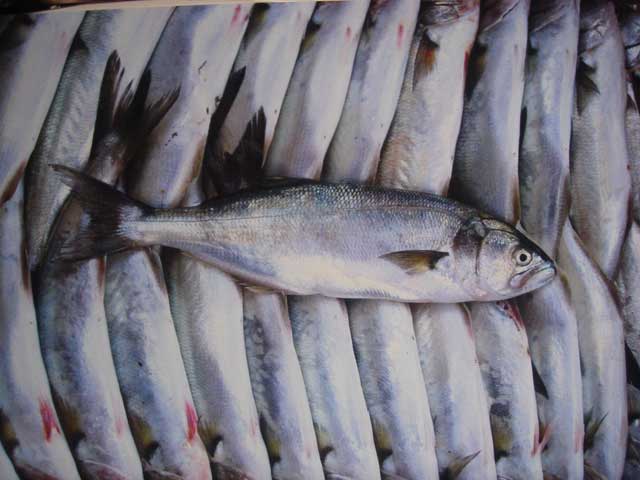 Stocks of sea bass are in 'rapid decline'