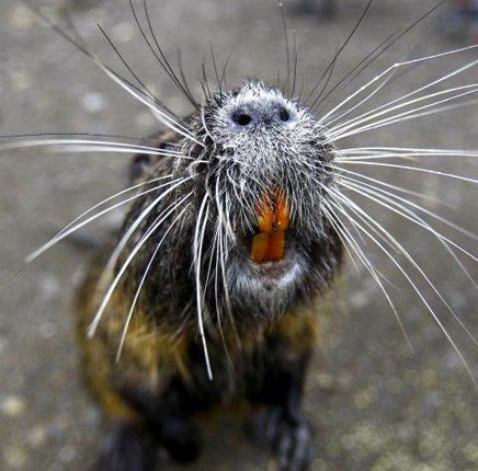 Nutria are native to South America